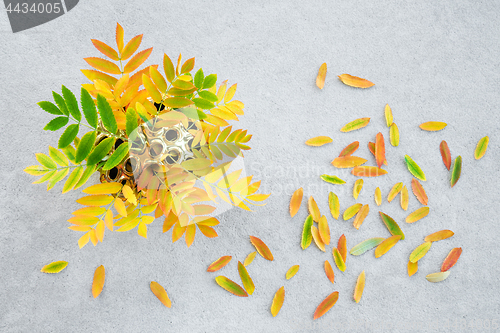 Image of Colorful ashberry tree leaves in a golden lotus vase