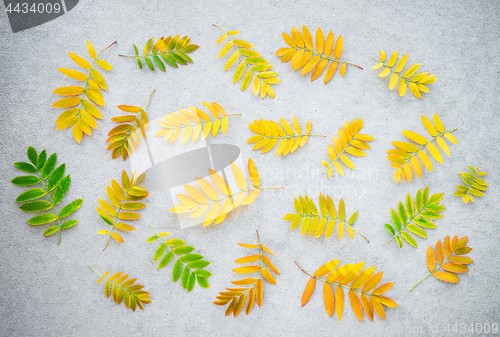Image of Golden ashberry tree leaves on concrete background