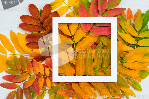 Image of White frame on colorful ashberry tree leaves background