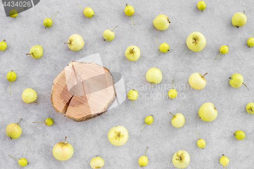 Image of Wild apples and apple tree stump with copy space