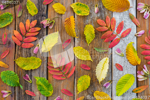 Image of Colorful autumn leaves on old rustic wood background