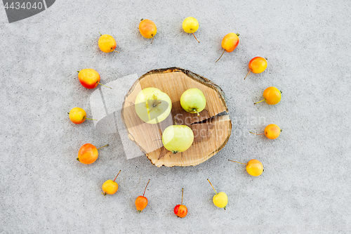 Image of Apple tree stump and wild apples on concrete background