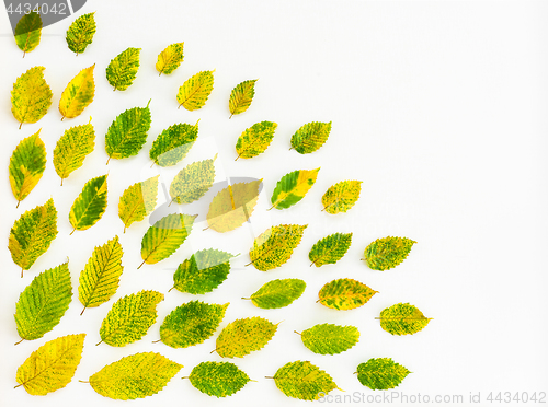 Image of Vibrant alder tree leaves on white canvas background