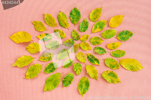 Image of Colorful alder tree leaves on pastel pink background