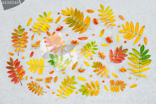 Image of Autumn ashberry tree leaves and fruits