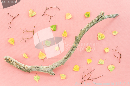 Image of Fallen leaves and tree branch on pastel pink background