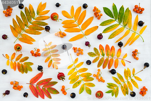 Image of Colorful ashberry tree leaves, berries and wild rose fruits