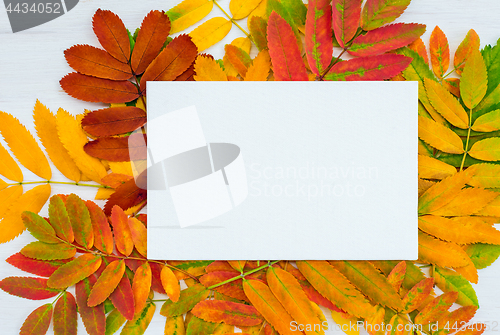 Image of Blank white canvas on colorful ashberry tree leaves background
