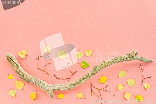 Image of Autumn leaves and mossy tree branch on pink background