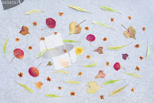 Image of Autumn leaves and dried flowers on concrete background