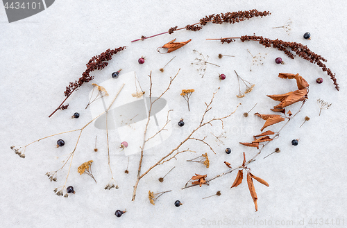 Image of Beauty of dry delicate plants