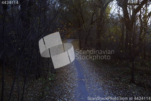 Image of Autumn forest with dirt road