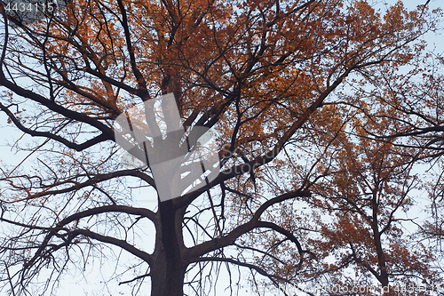 Image of Crown of the oak tree