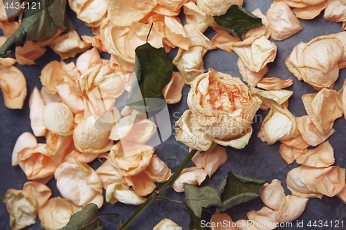 Image of Rose flower and fallen petals