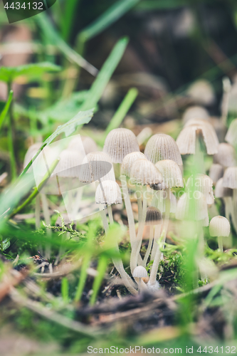 Image of Beautiful toxic mushrooms at the forest, macro shot