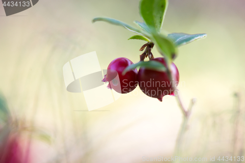 Image of Macro shot of cowberry growing in forest.