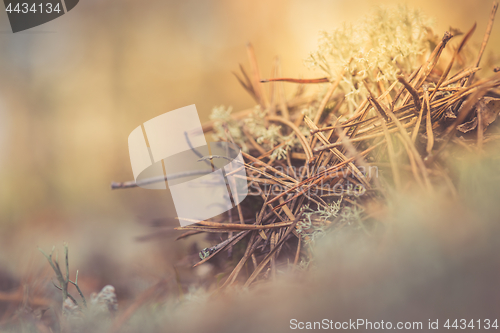 Image of White reindeer moss photo