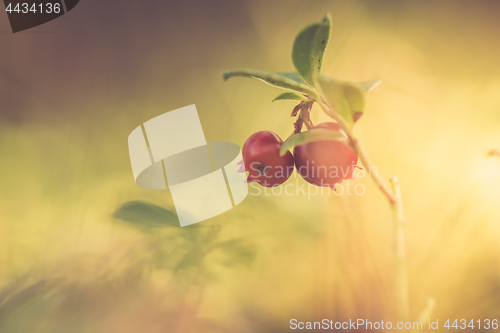 Image of Macro shot of cowberry growing in forest.