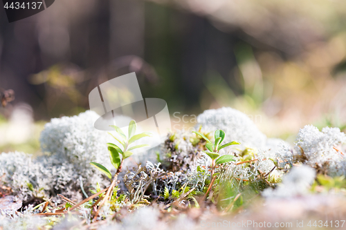 Image of White reindeer moss photo