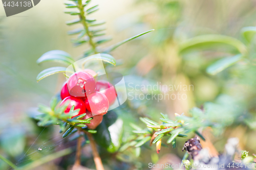 Image of Macro shot of cowberry growing in forest.