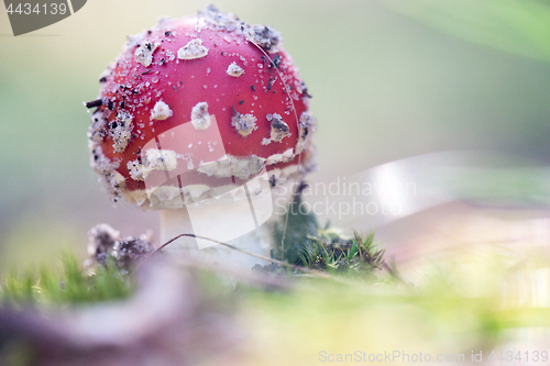 Image of Toxic mushroom. Amanita growing on forest in moss