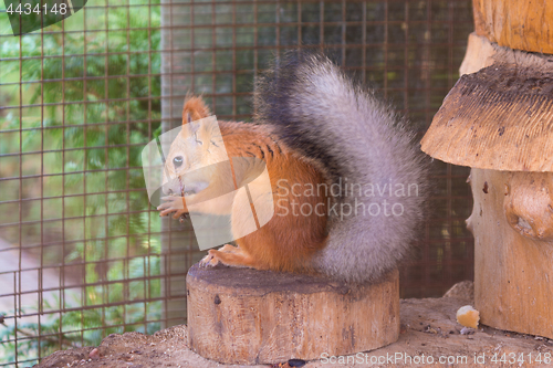 Image of Squirrel gnaws nuts sitting on a stump in an enclosure
