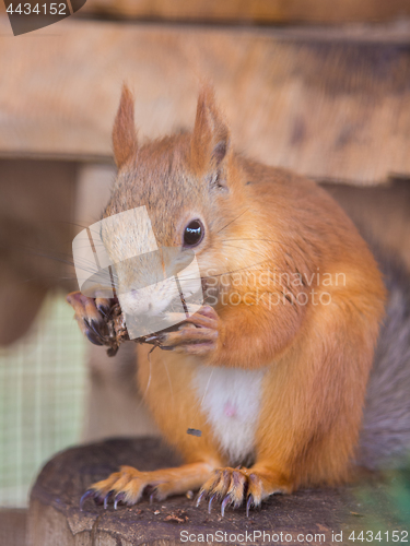 Image of Squirrel gnaws nuts sitting on a stump in an enclosure
