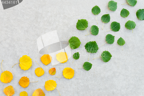 Image of Green leaves turning into yellow