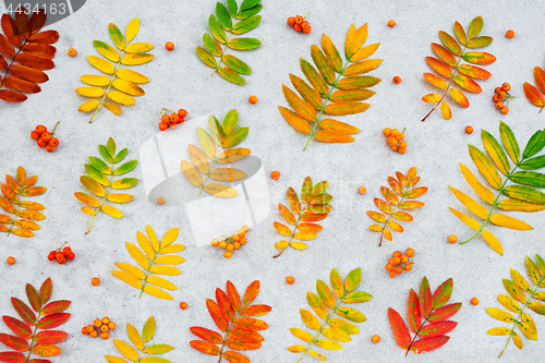 Image of Colorful ashberry tree leaves and fruits