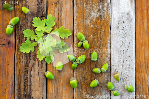 Image of Green oak leaves and acorns on rustic wooden background