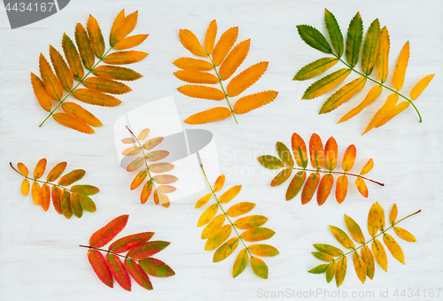 Image of Colorful ashberry tree leaves on painted wooden background