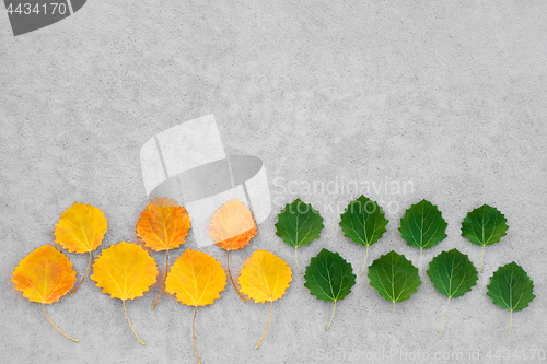 Image of Yellow and green leaves on concrete background