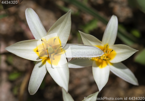 Image of White wild tulips