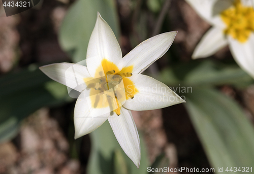 Image of White wild tulips