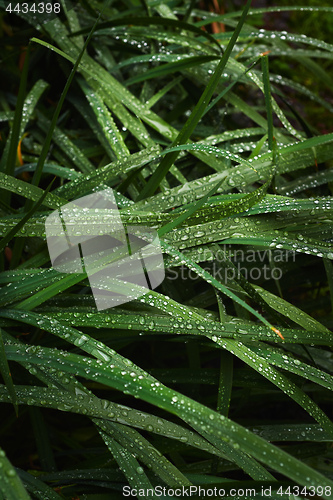 Image of Wet blades of grass