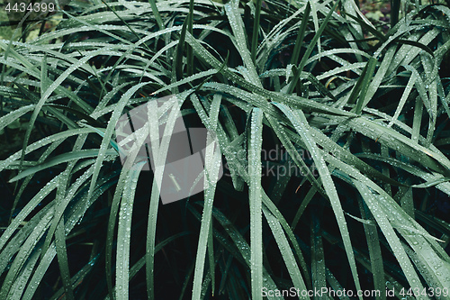 Image of Wet grass shrub in garden