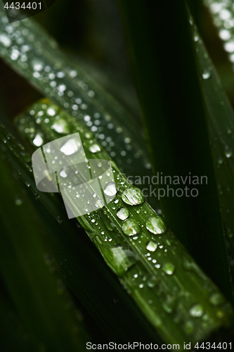 Image of Wet blades of grass