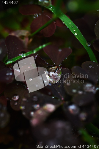 Image of Dew on grass and clover