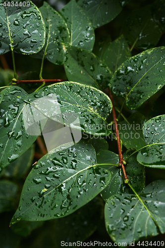 Image of Wet leaves of bush