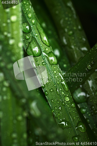 Image of Wet blades of grass