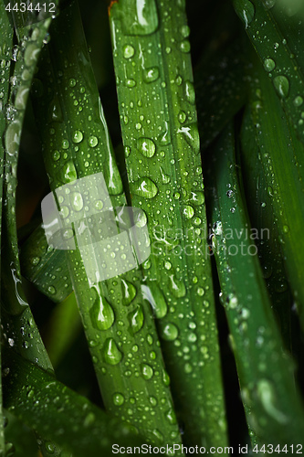 Image of Wet blades of grass