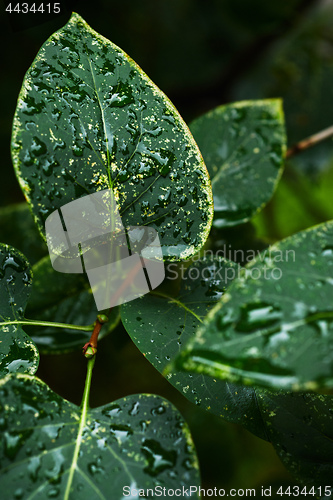 Image of Wet leaves of bush