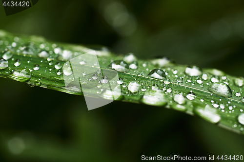 Image of Wet blades of grass