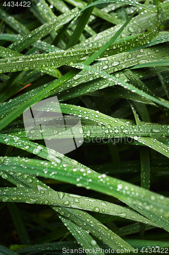 Image of Wet blades of grass