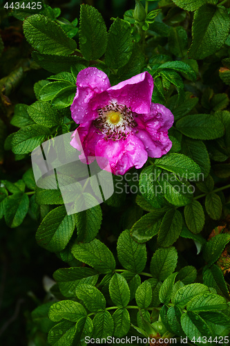 Image of Beautiful wet flower on bush