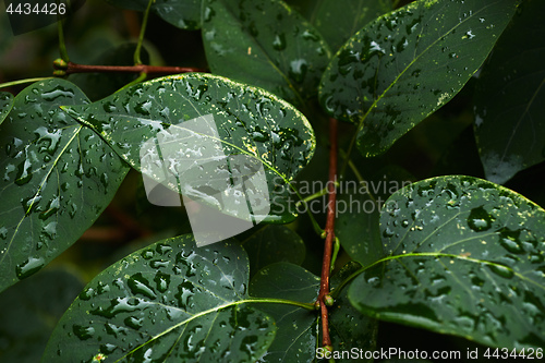 Image of Wet leaves of bush