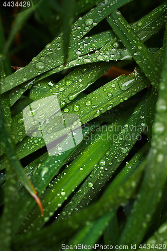 Image of Wet blades of grass