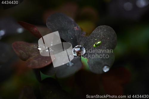 Image of Dew on grass and clover