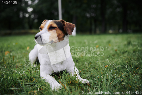 Image of Cute dog lying on grass