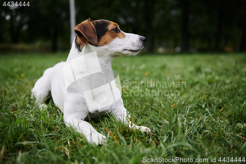 Image of Cute dog lying on grass